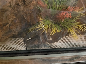 Asiatischer Riesenskorpion