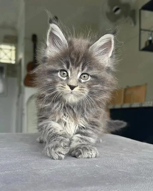 Gesunde Maine-Coon-Kätzchen suchen ein liebevolles Zuhause für immer. WhatsApp: 17671674434