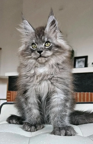 Wunderschöne Maine Coon Kitten   bereit für ihr neues Zuhause   