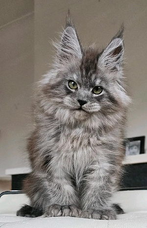 Wunderschöne Maine Coon Kitten   bereit für ihr neues Zuhause    Bild 2