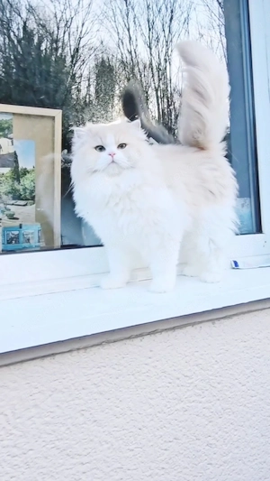 Wunderschöner British Langhaar Kater Theos