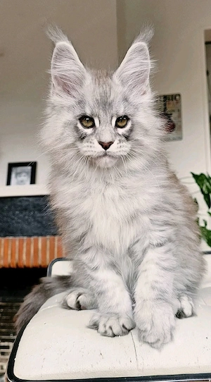 Wunderschöne Maine Coon Kitten   bereit für ihr neues Zuhause    Bild 4