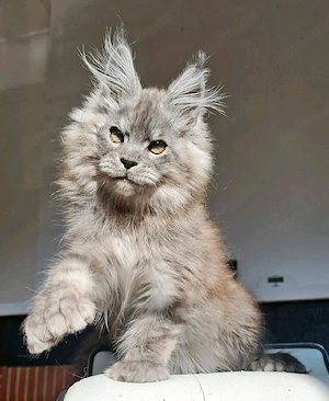 Wunderschöne Maine Coon Kitten   bereit für ihr neues Zuhause    Bild 6
