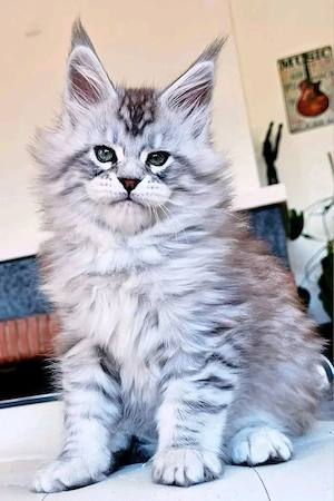 Wunderschöne Maine Coon Kitten   bereit für ihr neues Zuhause    Bild 7