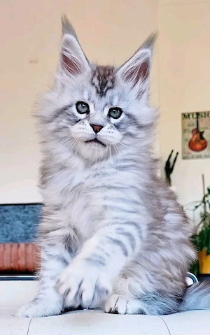 Wunderschöne Maine Coon Kitten   bereit für ihr neues Zuhause    Bild 8