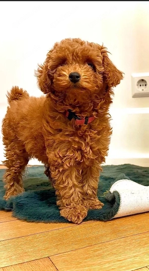 Toypudel Toy Pudel Zwergpudel Zwerg Pudel