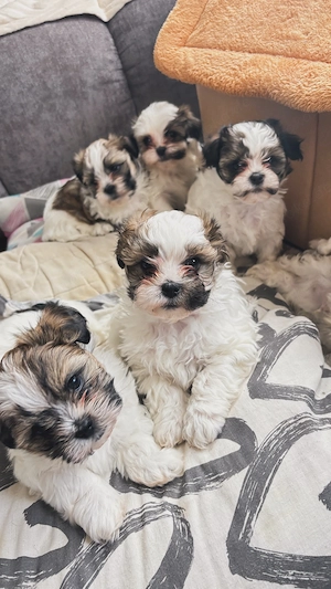 Zuckersüße Shih Tzu Malteser Welpen suchen ein liebevolles Zuhause