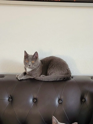 Simba sucht sich ein neues Zuhause 