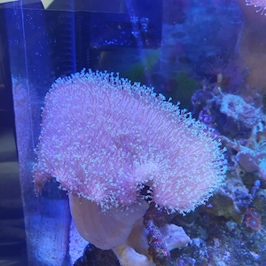 Meerwasser pilz mit grünen polypen