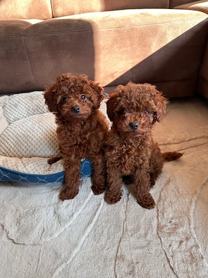 Toy-Pudel Rot Braun. 