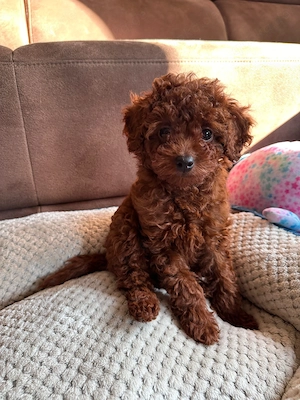 Toy-Pudel Rot Braun. 