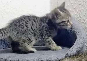 Bengal Türkische Angora Kitten, Katzen .