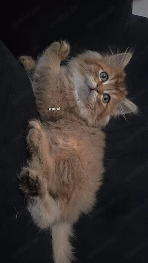 Wunderschöne Katzen suchen ein liebevolles Zuhause