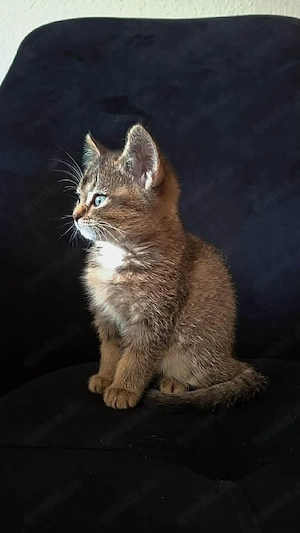 Wunderschöne Katzen suchen ein liebevolles Zuhause 