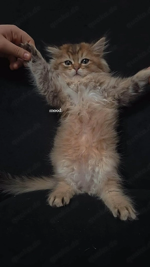 Wunderschöne Katzen suchen ein liebevolles Zuhause 