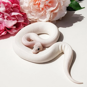 Königspython, Highway BP,  Ivory BP,  Paradox, Piebald 