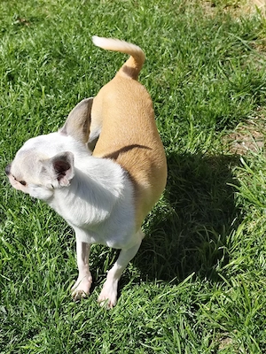 Deckrüde Chihuahua 