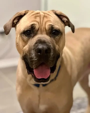 Hund zur Weitervermittlung