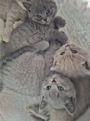 BKH Katzenbabys Bild 5