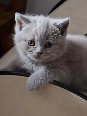 BKH Katzenbabys Bild 3