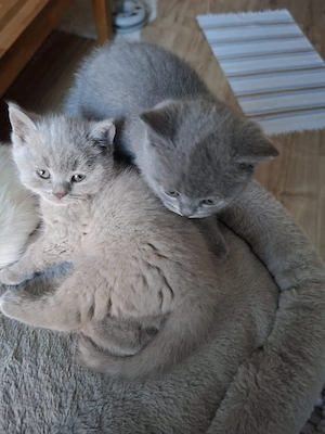 BKH Katzenbabys Bild 4