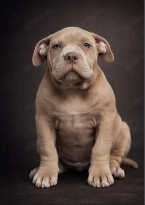 Amerikanischer Bully-Welpe