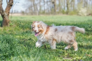 drei unserer traumhaften welpen suchen noch ab sofort