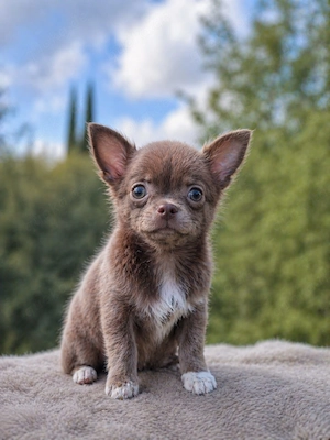 Reinreßige Chihuahua Mädchen in Lilack farbe