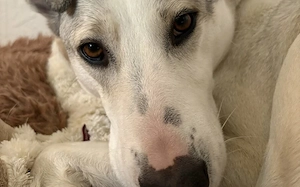 Molly sucht ein stabiles Zuhause