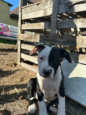 Old Englisch Bulldog Mix Welpen 