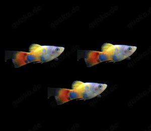 Blue Moon Butterfly Mickey Mouse Platy Xiphophorus maculatus 