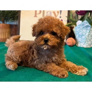 Cavapoo-Welpen, bereit zur Adoption