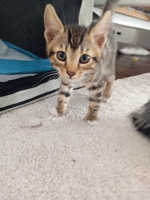 super schöne Bengale kitten kitten abgabebereit 