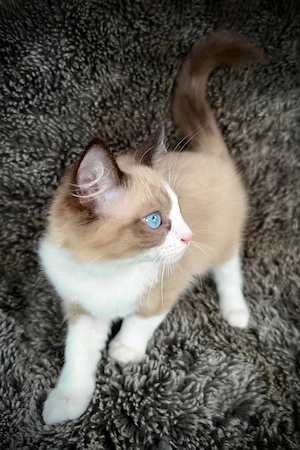 Zu verschenken:Bezauberndes 3Monate altes Cherubim-Ragdoll-Kätzchen Liebes sanftes familienfreundlie