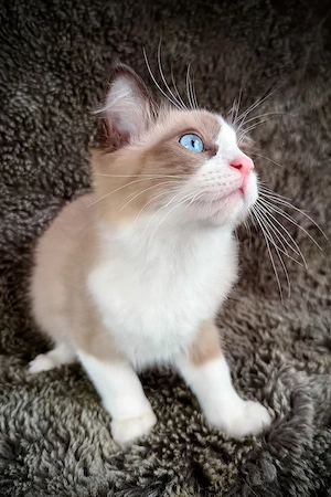 Entzückendes 4 Monate altes männliches Cherubim-Ragdoll-Kätzchen anhänglich sanft perfekt familien. 