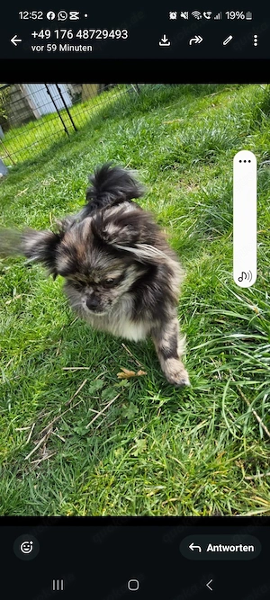 Wunderschöne  Prinzessin  ideal als Familienhund.