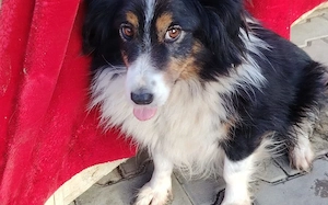 Vroni sucht ein liebevolles Zuhause