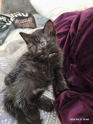 Wunderschöne Kitten   