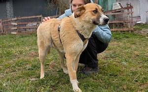 Zuhause gesucht für Camilla