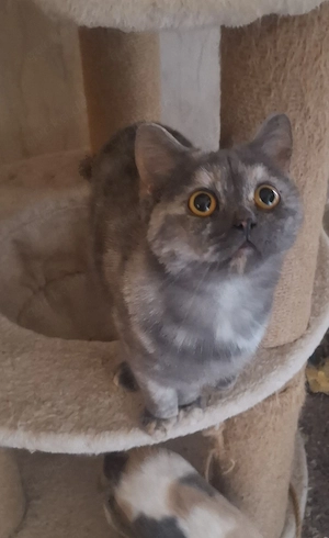 Britisch Kurzhaar Kätzchen Kastriert