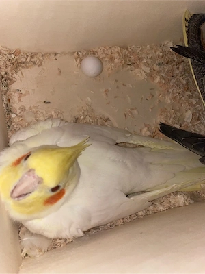 Zuchtpaar Nymphensittiche mit Eiern 