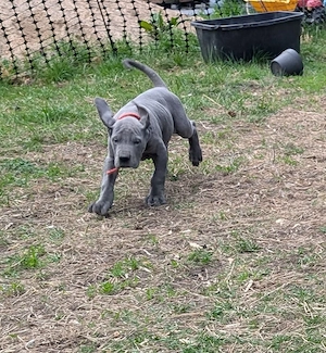 Deutsche Doggen Welpen in blau 