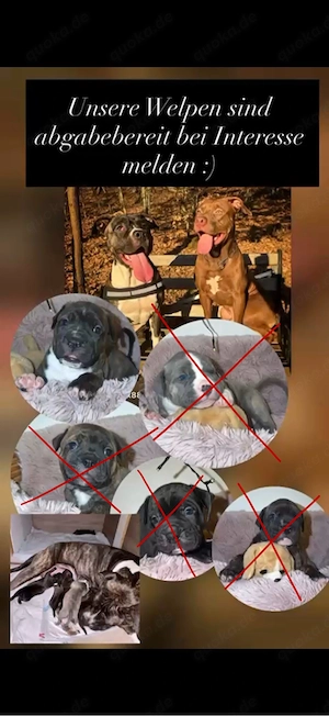 Oeb Cane Corso Boxer Mix 