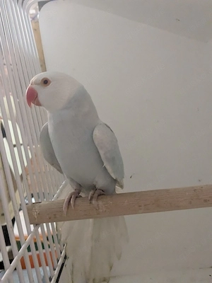 Halsbandsittich Henne