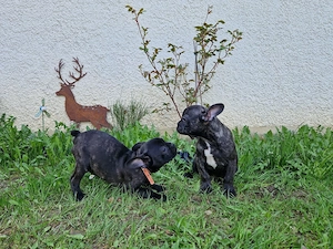 Französische Bulldogge Mädchen und Junge