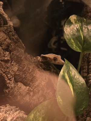 Kronengecko Rot Lilly white 0.1