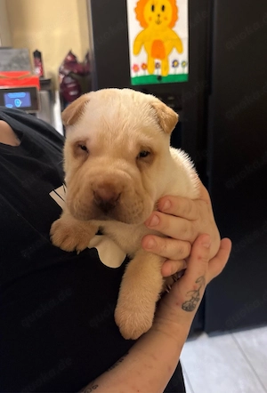 Shar-Pei Rüde 10 Wochen