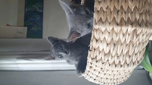 Russisch Blau reinrassig stubenrein