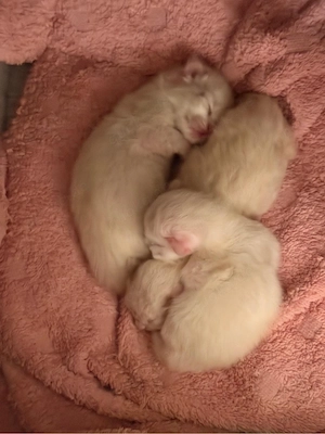 Schöner Ragdoll Deckkater  Bild 3