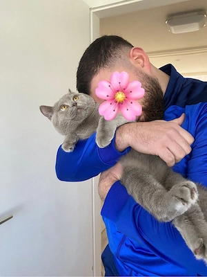 Bkh Geschwister Kitten Britisch Kurzhaar